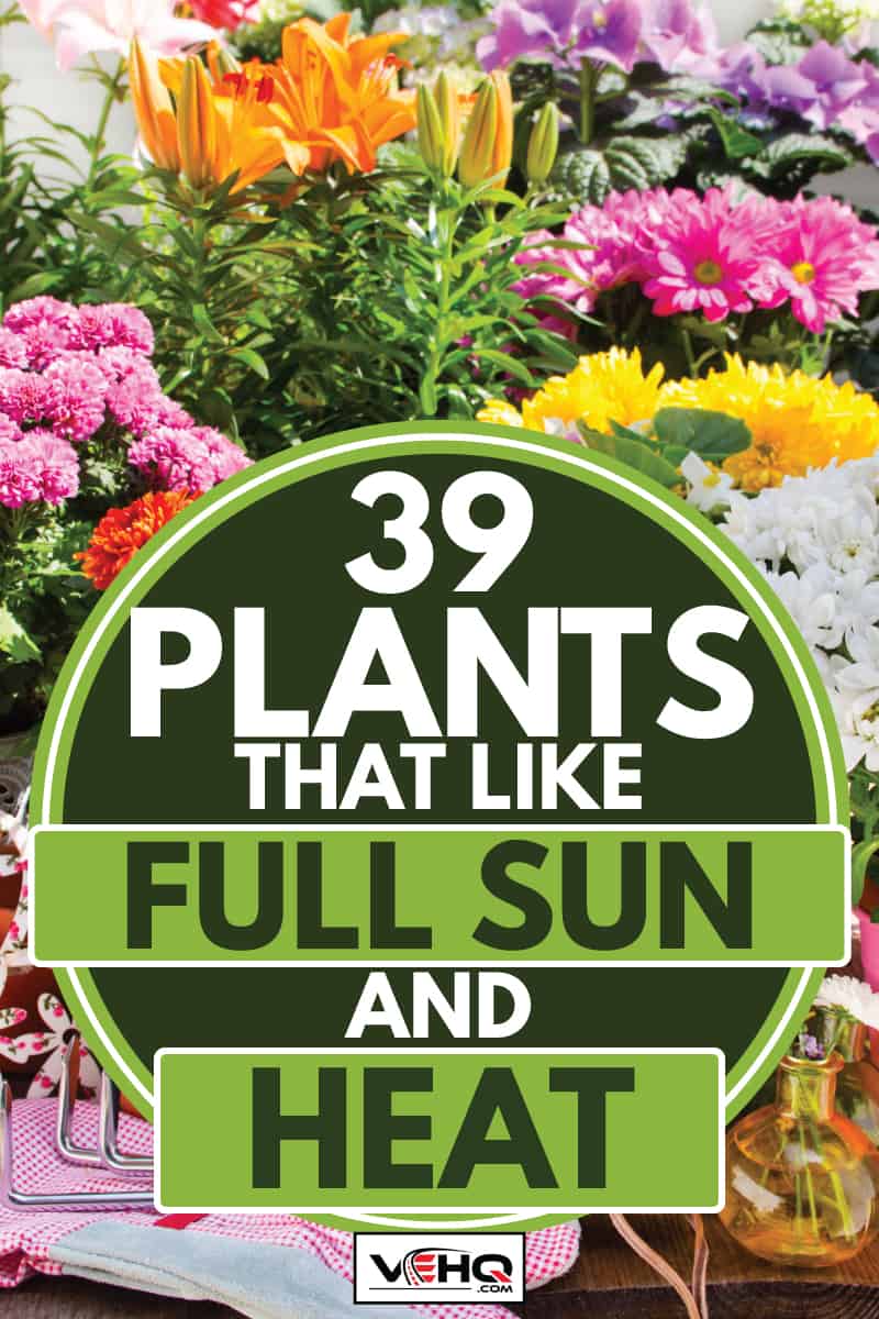 Variety of flowers and pots with decorations in the garden, 39 Plants That Like Full Sun And Heat