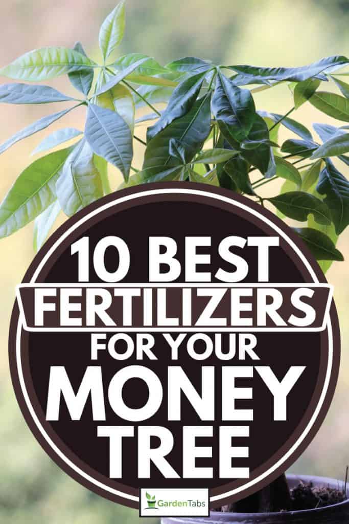 Leaf money tree planted on a large pot placed in the shade, 10 Best Fertilizers For Your Money Tree