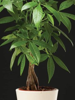 Money tree plant in a white ceramic pot against a dark gray background, 10 Best Fertilizers For Your Money Tree
