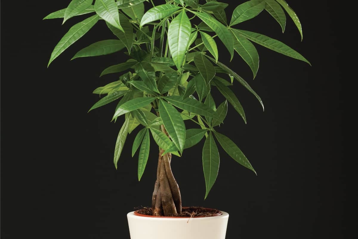 Money tree plant in a white ceramic pot against a dark gray background, 10 Best Fertilizers For Your Money Tree