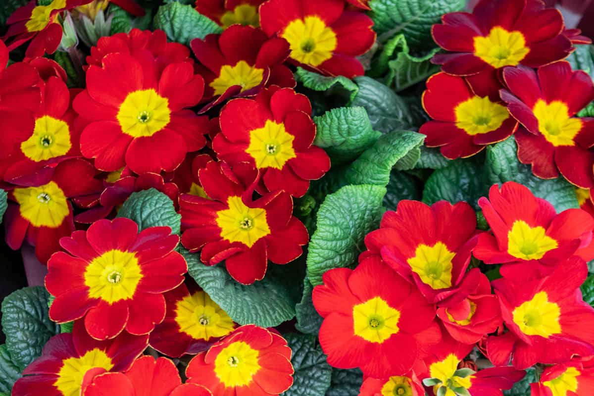 Bright red and yellow leaves of a Primrose
