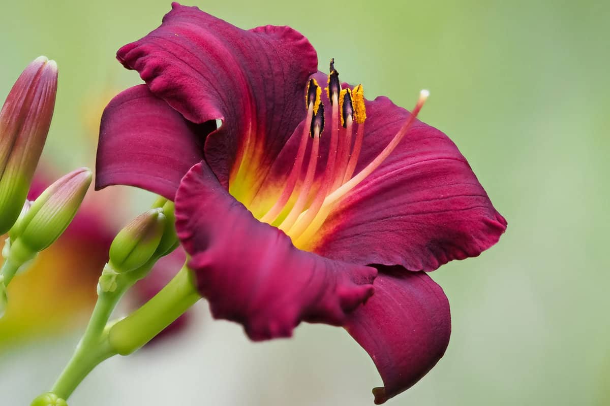 Gorgeous dark purple leaves of a Daylily flower
