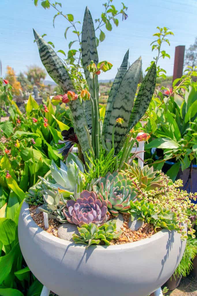 Close up of a succulent arrangement on a large white pot