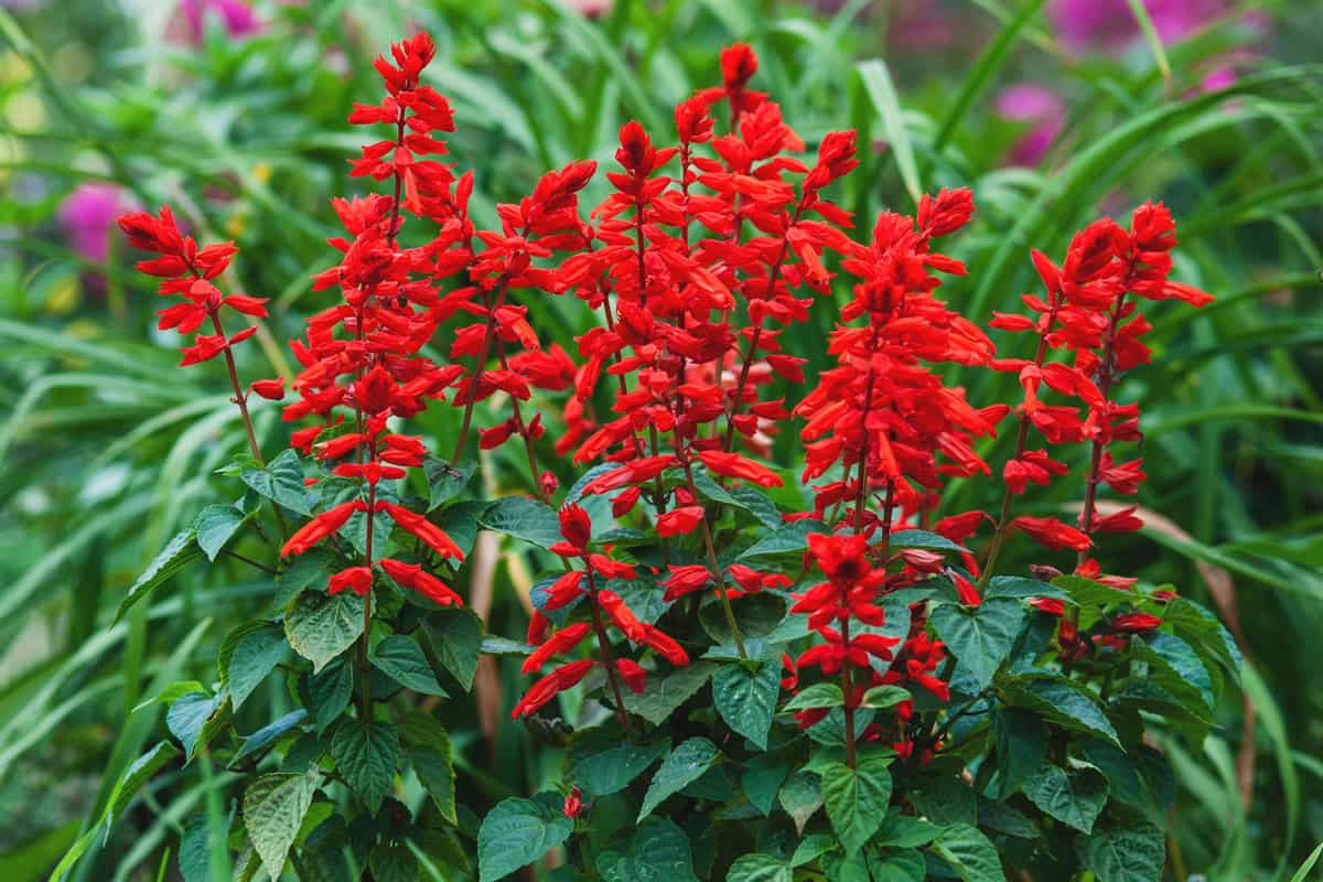 Bright red leaves of a Salvia flower