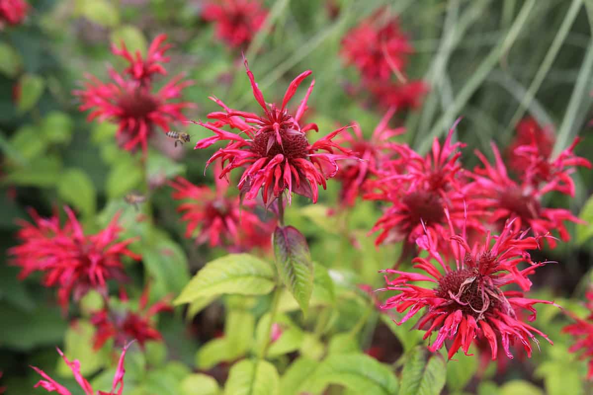 Red Bee Balm flowers blooming in the garden