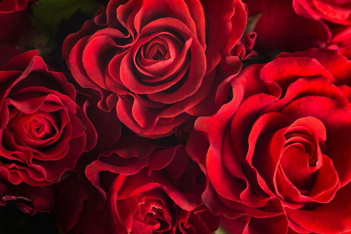 Boquet of fresh red roses 