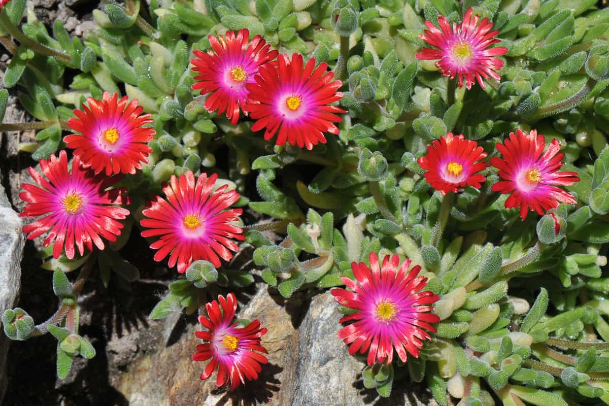 Bright red and yellow leaves of an Ice plant