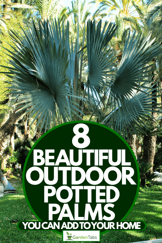 How to care for potted palm plants outdoors