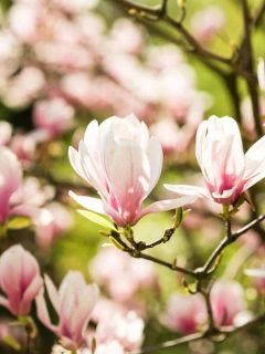 A Magnolia Soulangeana tree blooming under the summer sun, Are Magnolia Tree Roots Invasive? (And How To Remove Them)