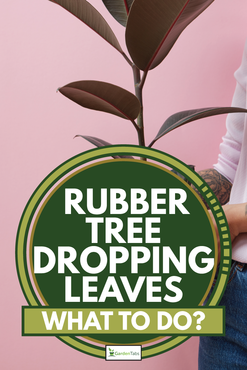 Rubber Tree Dropping Leaves - What To Do?