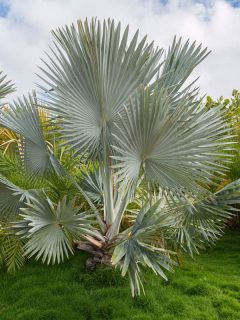 Gorgeous Bismarckia Nobilis planted near a beach, 8 Beautiful Outdoor Potted Palms You Can Add To Your Home