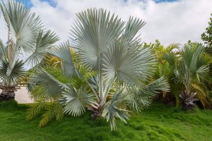Read more about the article 8 Beautiful Outdoor Potted Palms You Can Add To Your Home