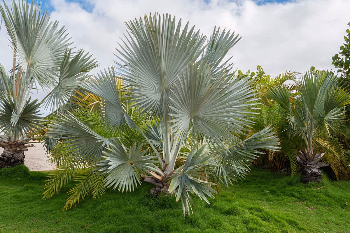Gorgeous Bismarckia Nobilis planted near a beach, 8 Beautiful Outdoor Potted Palms You Can Add To Your Home