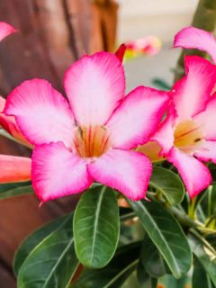 Gorgeous Desert Rose flower planted outside in a garden, 37 Outdoor Plants That Need Little Water