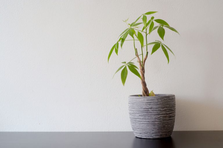 Small braided Money tree planted on a gray ceramic pot placed on a light gray colored wall, How And When To Prune A Money Tree?
