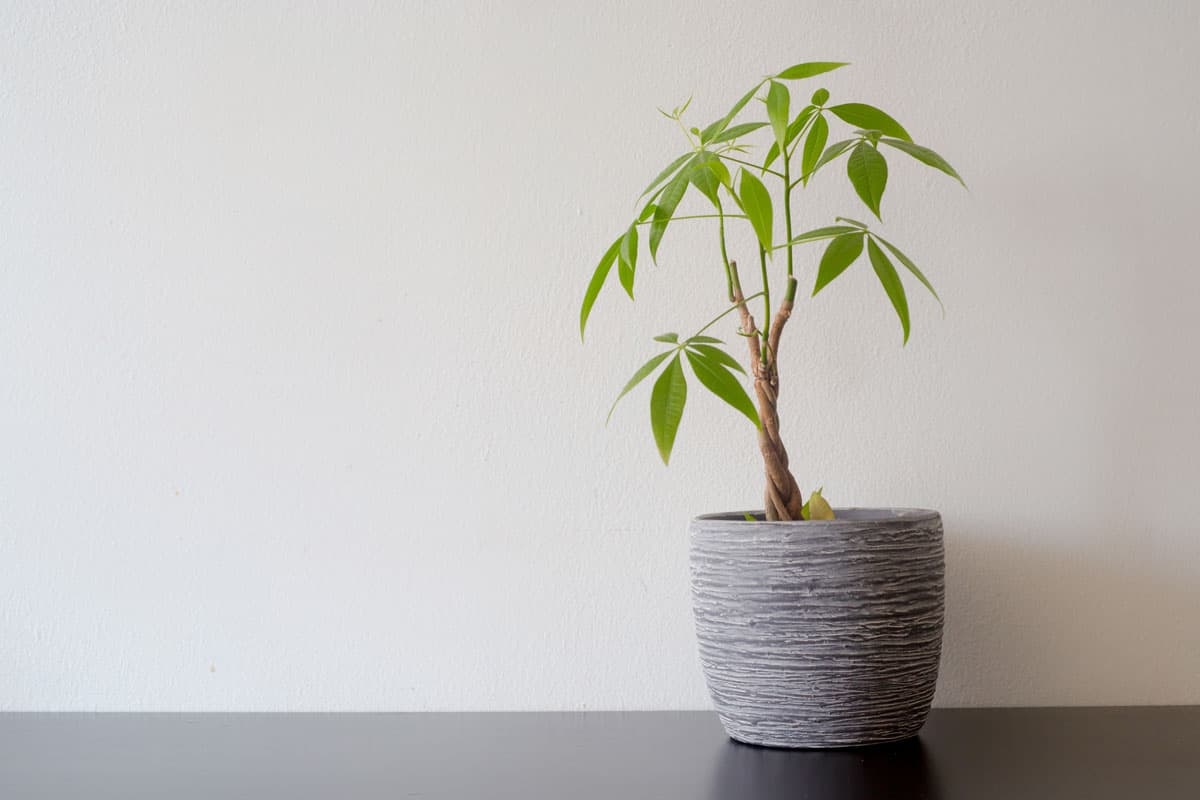 Small braided Money tree planted on a gray ceramic pot placed on a light gray colored wall, How And When To Prune A Money Tree?