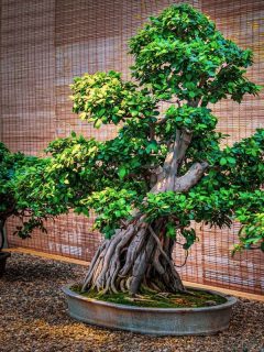 Beautiful rubber tree bonsai in garden, Can You Grow A Rubber Tree Outside?