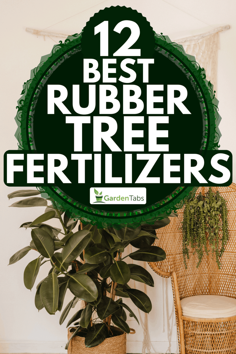A rubber fig plant beside wicker armchair interior decor, 12 Best Rubber Tree Fertilizers