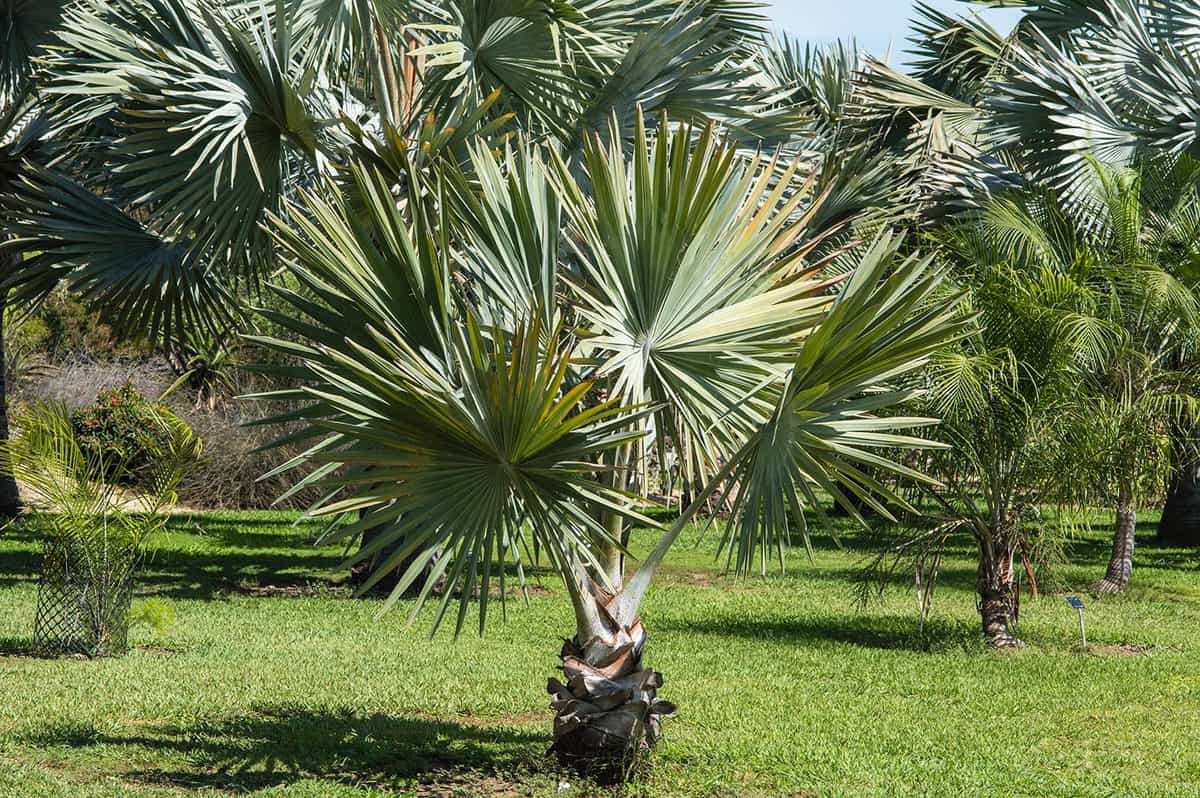 Bismark palm tree or Bismarckia nobilis with blue green fronds