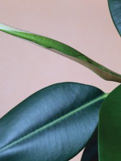 Ficus branch with healthy leaves close up, Rubber Tree Dropping Leaves - What To Do