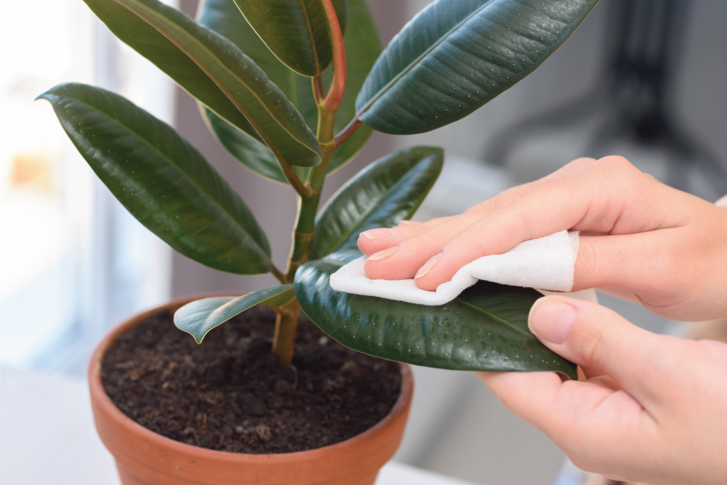 Girl's hands wipe the dust from a ficus plant