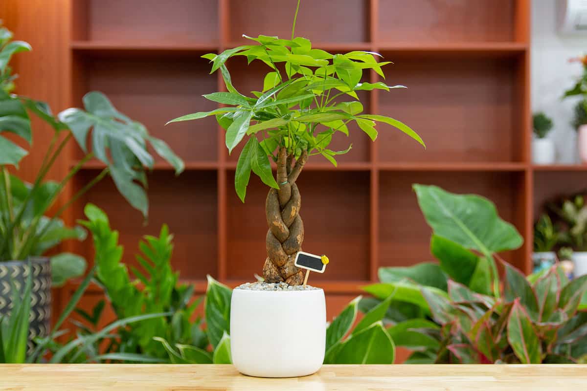 Guiana Chestnut (Pachira aquatica) planted in a white ceramic pot