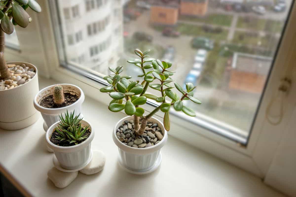 Houseplants on the windowsill on the background of the rainy window