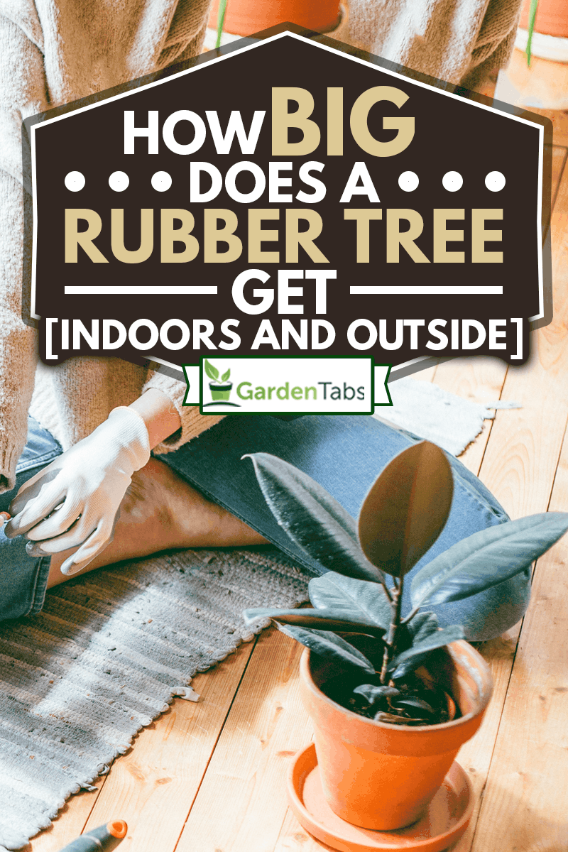 Woman putting on gardening gloves to start planting her rubber plant, How Big Does A Rubber Tree Get [Indoors And Outside]
