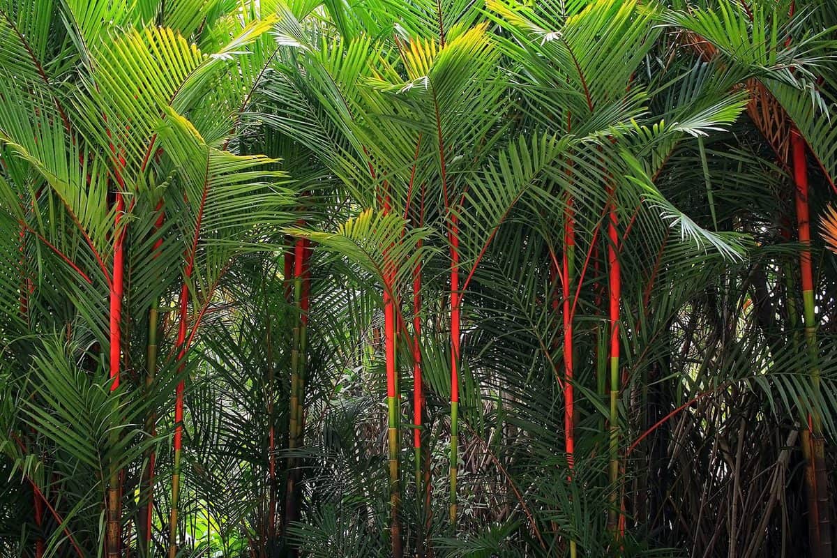 Lipstick palm in Thailand