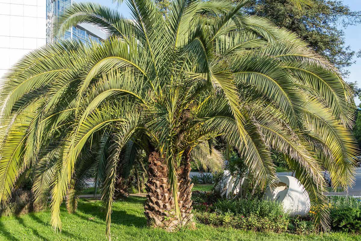 Palm Butia capitata, commonly known as jelly palm in flower bed in park area of resort
