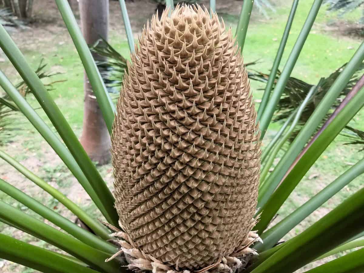 Photograph of a cone at the center of a dioon edule plant in garden