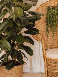 Rubber fig plant beside wicker armchair interior decor, 12 Best Rubber Tree Fertilizers