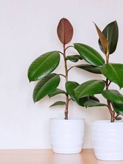 Gorgeous Ficus Elastica planted on a white ceramic pot placed on the side of a room, How Much Light Does A Rubber Tree Need?