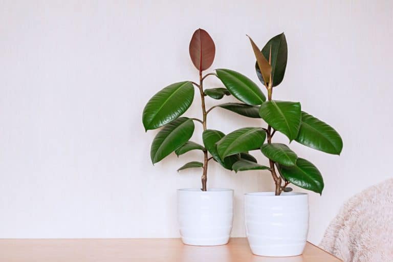 Gorgeous Ficus Elastica planted on a white ceramic pot placed on the side of a room, How Much Light Does A Rubber Tree Need?