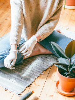 A woman putting on gardening gloves to start planting her rubber plant, How Big Does A Rubber Tree Get [Indoors And Outside]