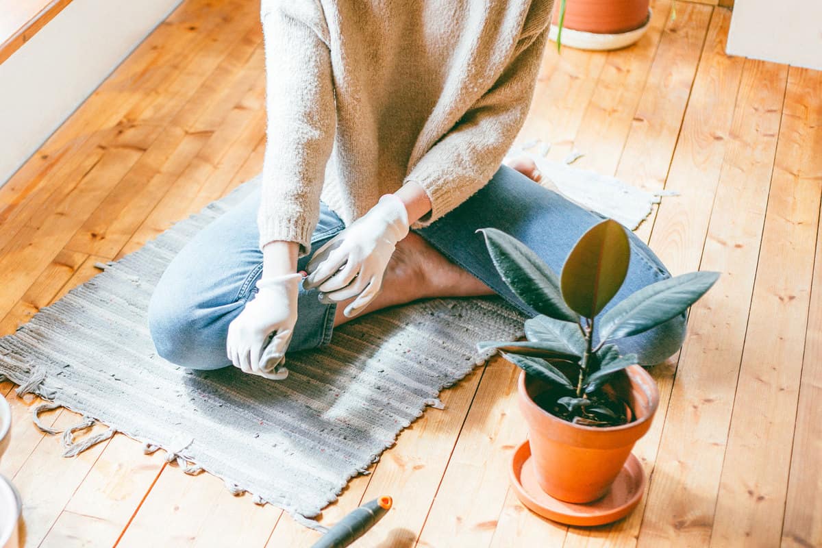 A woman putting on gardening gloves to start planting her rubber plant, How Big Does A Rubber Tree Get [Indoors And Outside]