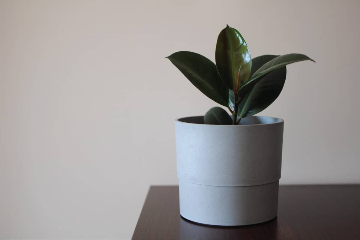 Burgundy rubber plant in a white ceramic pot on top of a wooden table, 10 Types Of Rubber Trees And Plants