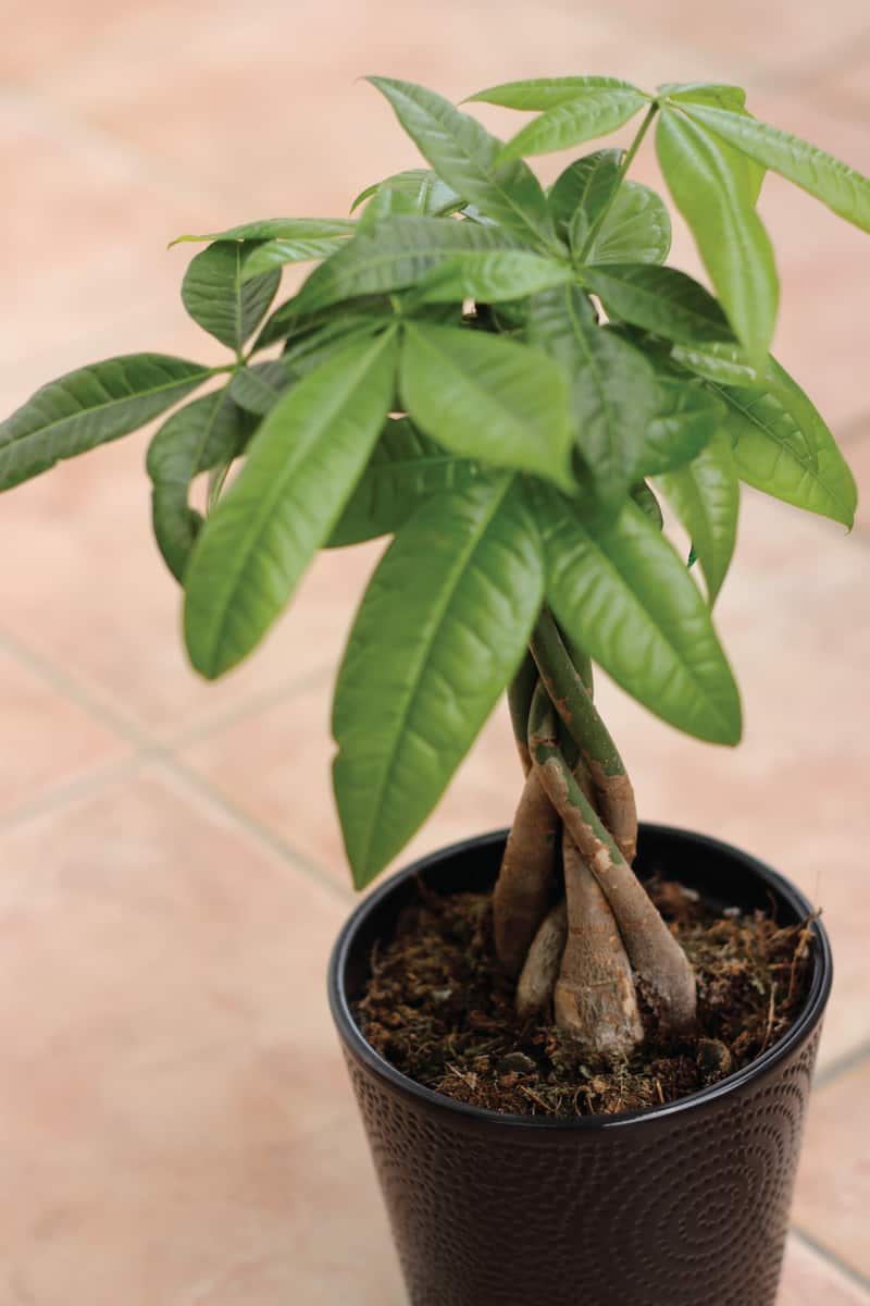 Pachira aquatica or money tree in a pot on a tiled floor