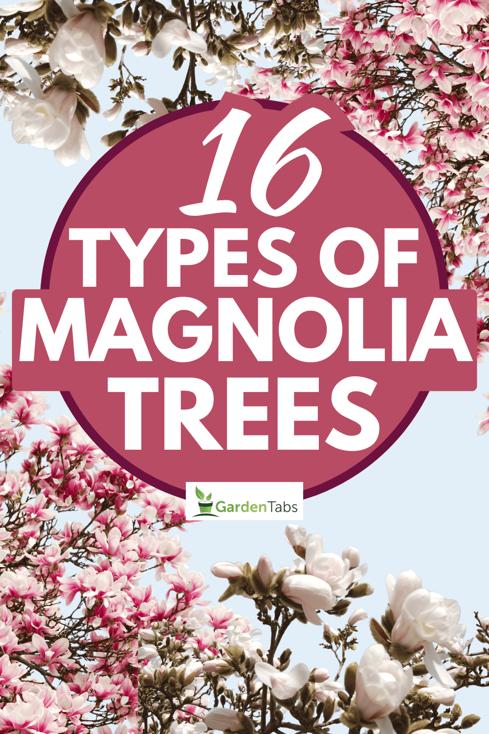 16 Types of Magnolia Trees
