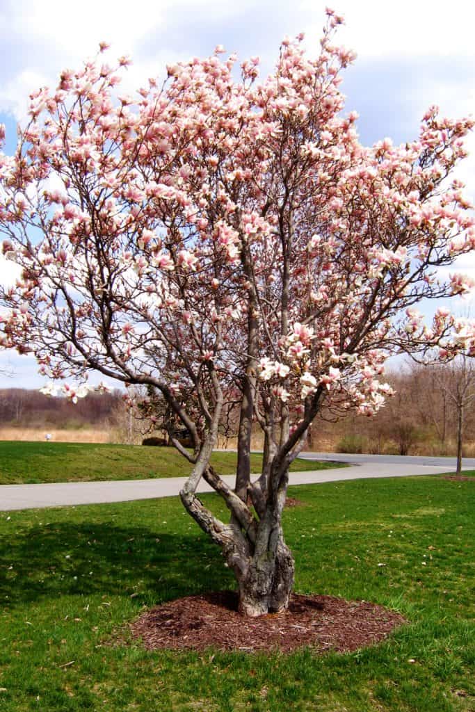 A gorgeous blooming Magnolia tree in a park