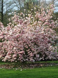 A gorgeous magnolia tree blooming outside a garden, How Long Do Magnolia Trees Live?
