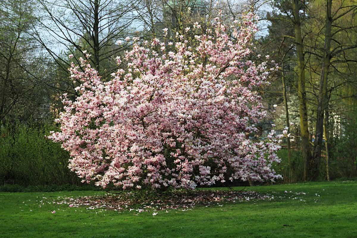 A gorgeous magnolia tree blooming outside a garden, How Long Do Magnolia Trees Live?