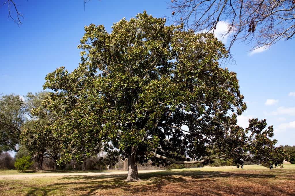 A huge and lone magnolia tree on an open field