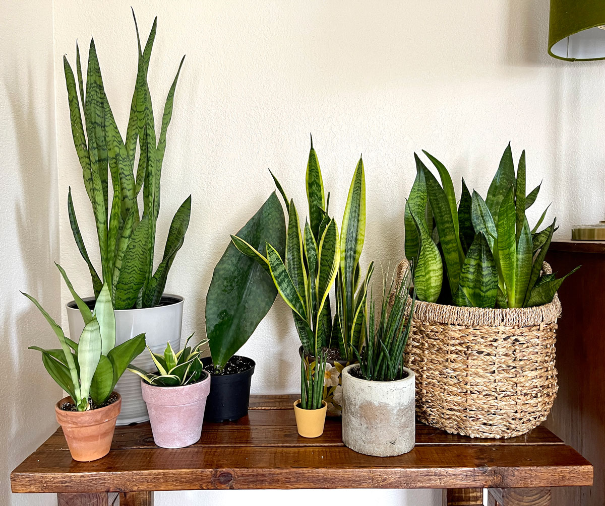 A photo of a various plants including snake plant at the corner of the wall