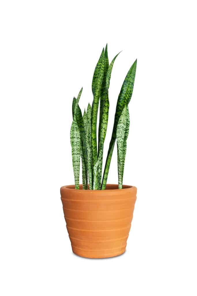 A small snake plant planted on a clay pot