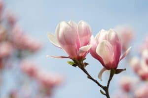 Read more about the article Do Magnolia Trees Lose Their Leaves In Winter?