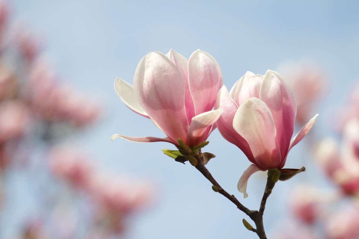 An up close photo of a Magnolia tree on a blue sunny day, Do Magnolia Trees Lose Their Leaves In Winter?