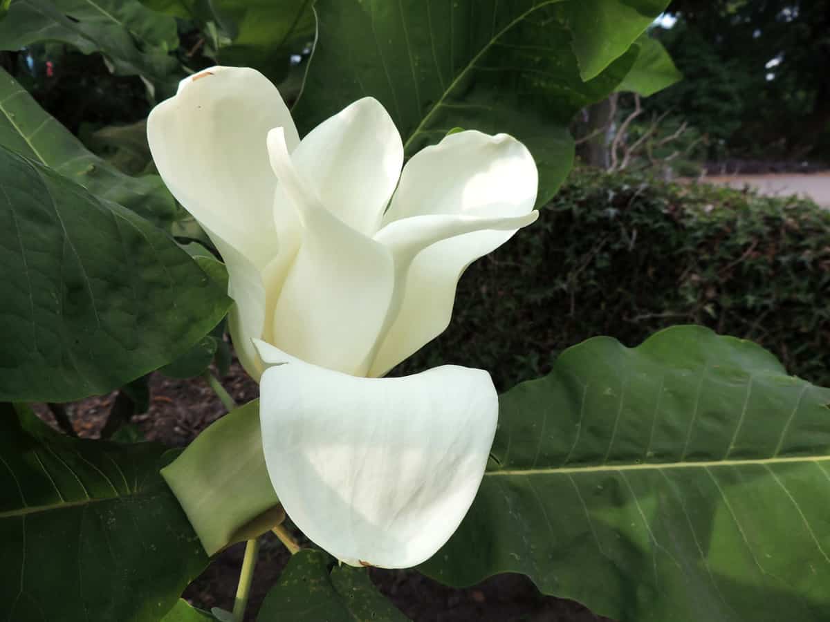 Bigleaf magnolia in spring during flowering