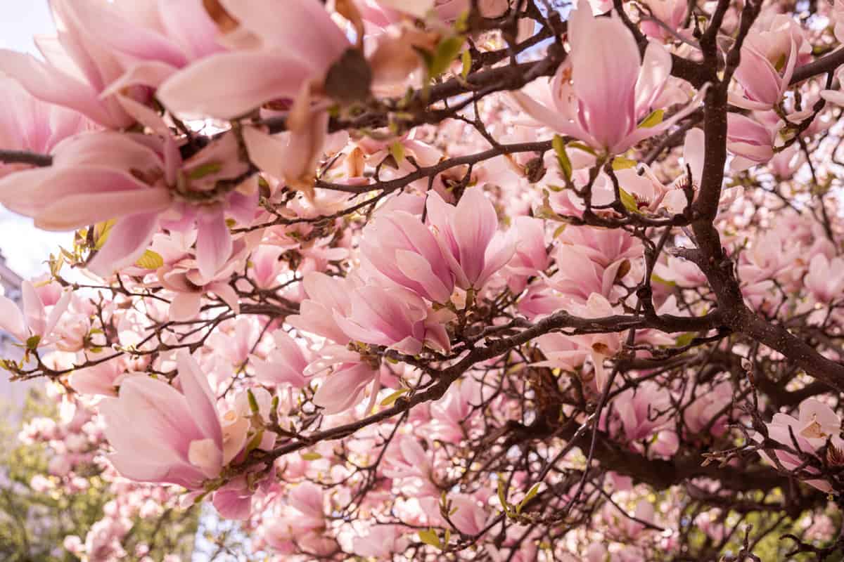 Blooming magnolia tree closeup