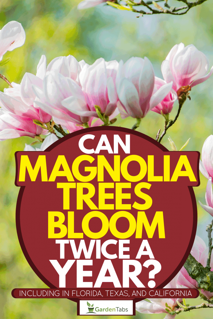 A Magnolia tree with its leaves blooming gorgeously, Can Magnolia Trees Bloom Twice A Year? [Including In Florida, Texas, And California]